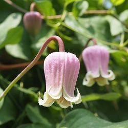 クレマチス：バーシカラー3.5号ロングポット（原種・ビオルナ系）