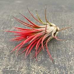 チランジア：イオナンタ系　赤葉系種