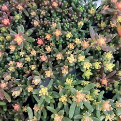 セダム：ベッラデインベルノ3号ポット