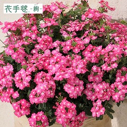 [送料無料]バーベナ花手毬・絢（あや）：こいさくら3号ポット 12株セット(R)