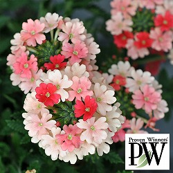 [26年4月下旬予約]バーベナ：スーパーべナピーチメルバ5号鉢植え