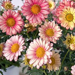 マーガレット：スマッシュ　アプリコットピンク3.5号ポット