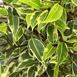 ベンジャミン（フィカス ベンジャミナ）：ラブリー4号鉢植え