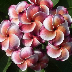 プルメリア：オブセッション（Obsession）5号鉢植え