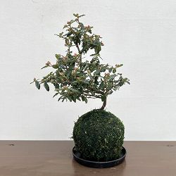 天皇梅（テンノウバイ）コケ玉仕立て小（受皿付き）