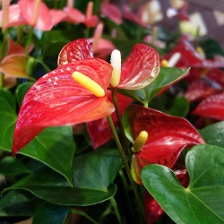 アンスリウム：バンビーノレッド（赤中輪）　6号イージーケアポット植え