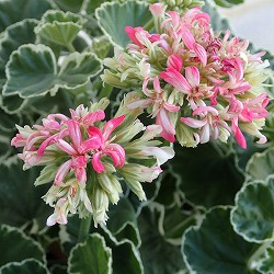 ゼラニウム:星咲きホワイトリング4号鉢植え