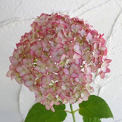 アジサイ（アメリカ）：ピコティシャルマン6号鉢植え
