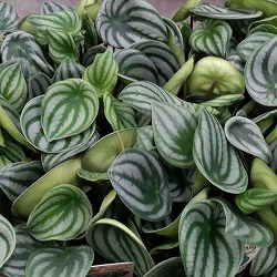 ぺぺロミア：サンデルシー3.5号ポット