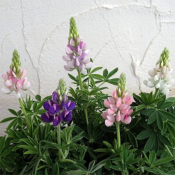 [送料無料]ルピナス：ピクシーデライトパステルおまかせ花色ミックス3.5号ポット24株セット