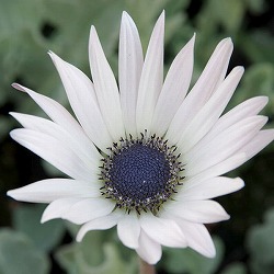 アークトチス：ラルム3号ポット 12株セット