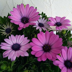 [26年3月中下旬予約]オステオスペルマム：アキラ パープルシェード3.5号ポット