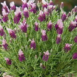 フレンチラベンダー(ストエカス系)：バンデラ　ピンク3.5号ポット 2株セット