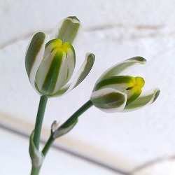 アルブカ フミリス2号ポット