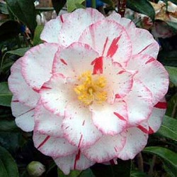 ツバキ（椿）：プリンセス雅子4.5号ポット