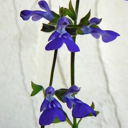 サルビア:シナロエンシス コスミックブルー3号ポット