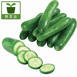 [26年4月下旬予約]すずなりきゅうりF1・3号ポット 12株セット