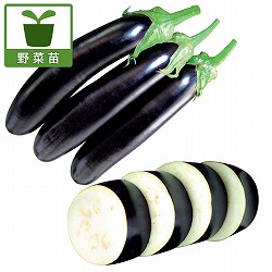 [26年4月下旬予約]すずなりナスF1・3号ポット 12株セット