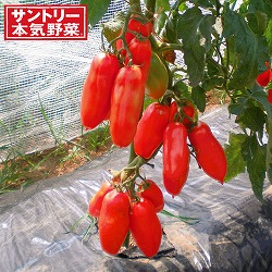 [26年4月下旬予約]トマト：ルンゴ自根苗3号ポット 12株セット