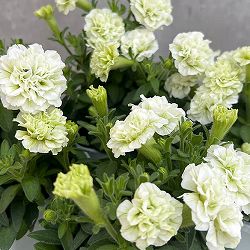 ペチュニア：バニララテ3.5号ポット 12株セット