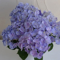 [26年2月中下旬予約]アジサイ：スプラッシュ3.5号ポット