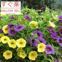 カリブラコア：すぐ楽ミリオンベルバナナ＆ブルーベリー3.5号ポット  2株セット (R)