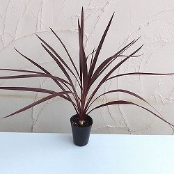 コルジリネ：レッドスター3号ポット 6株セット