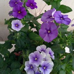 フロックス:ムーディーブルース 3-3.5号ポット 3株セット