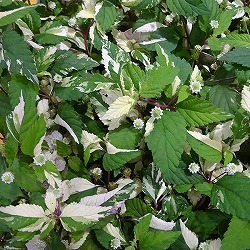 リッピア フリップフロップ 2.5号ポット 6株セット