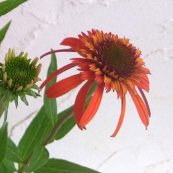 エキナセア：ホットパパイヤ3号ポット