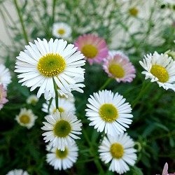 エリゲロン スターローン3号ポット