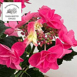 アジサイ：ポージィーブーケミミ（アカ）5号鉢植え