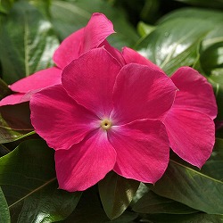 [26年6月中下旬予約]ニチニチソウ（這性）：メディトレニアン　ホットローズ3～3.5号ポット