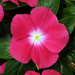 [26年6月中下旬予約]ニチニチソウ（這性）：メディトレニアン　ローズハロ3～3.5号ポット