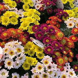 [送料無料]エクセレントマム：ピコ4色花色ミックス植え5号鉢植え 8株セット