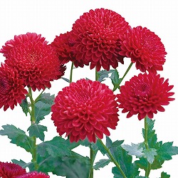 [送料無料][25年9月中下旬予約]手間なし菊苗：秋のポンポン咲き　エルビーノ4号ポット 15株セット