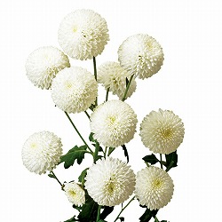 [送料無料][25年9月中下旬予約]手間なし菊苗：秋のポンポン咲き　エルピンポン4号ポット 15株セット