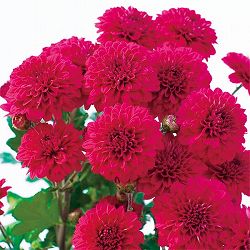 寒咲きポンポン菊：レッド3号ポット 2株セット