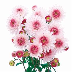 寒咲きポンポン菊：ピンク3号ポット 2株セット
