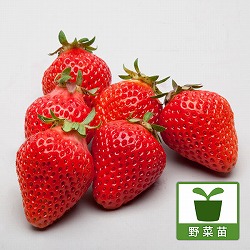 [送料無料]イチゴ：ふさのか（ふさの香）3号ポット 24株セット