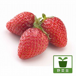 [送料無料]イチゴ：アルビオン3号ポット 24株セット