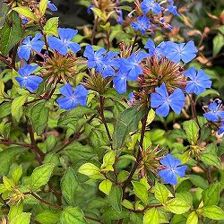 ブータンルリマツリ5号ポット