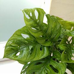 [26年2月中下旬予約]マドカズラ　4号鉢入り