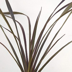 [26年1月中下旬予約]ニューサイラン銅葉7号ポット