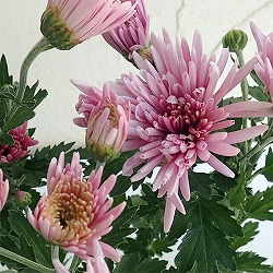 [25年9月中下旬予約]食用菊：桃（もってのほか） 3.5号ポット 6株セット
