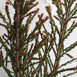 モスキートブロッカー(蚊よけ植物） 3.5号ポット