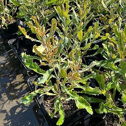 バンクシア：バウエリ6号鉢植え