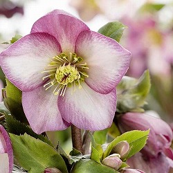[25年10月中下旬予約]クリスマスローズ：*HGC Ice N’roses 氷の薔薇 アーリーローズ4.5号ポット