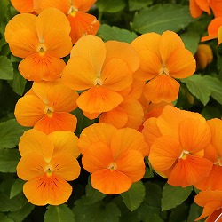 ビオラ：ももか　みかんももか3～3.5号ポット 8株セット