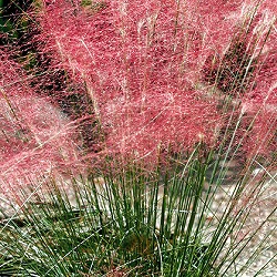 ミューレンベルギア：カピラリス3-3.5号ポット 12株セット